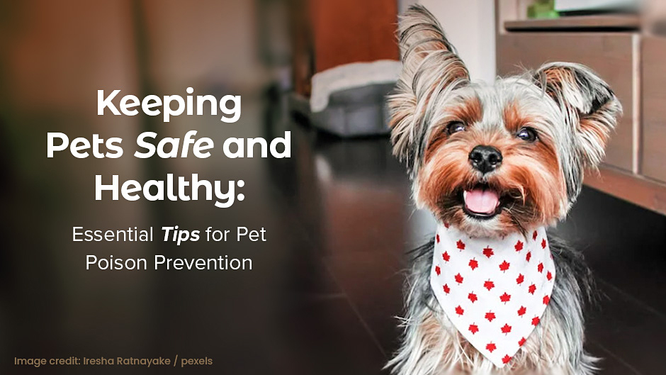 Keeping Pets Safe and Healthy: Essential Tips for Pet Poison Prevention