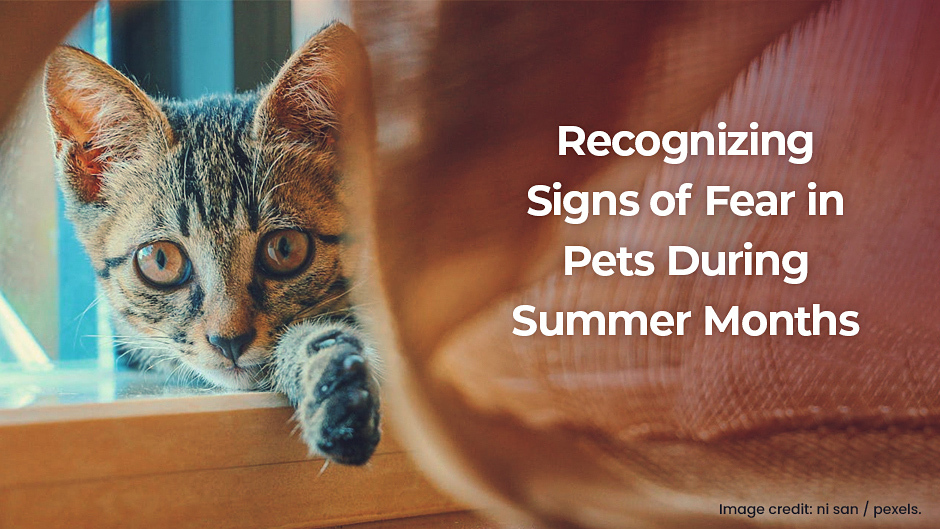 Recognizing Signs of Fear in Pets During Summer Months