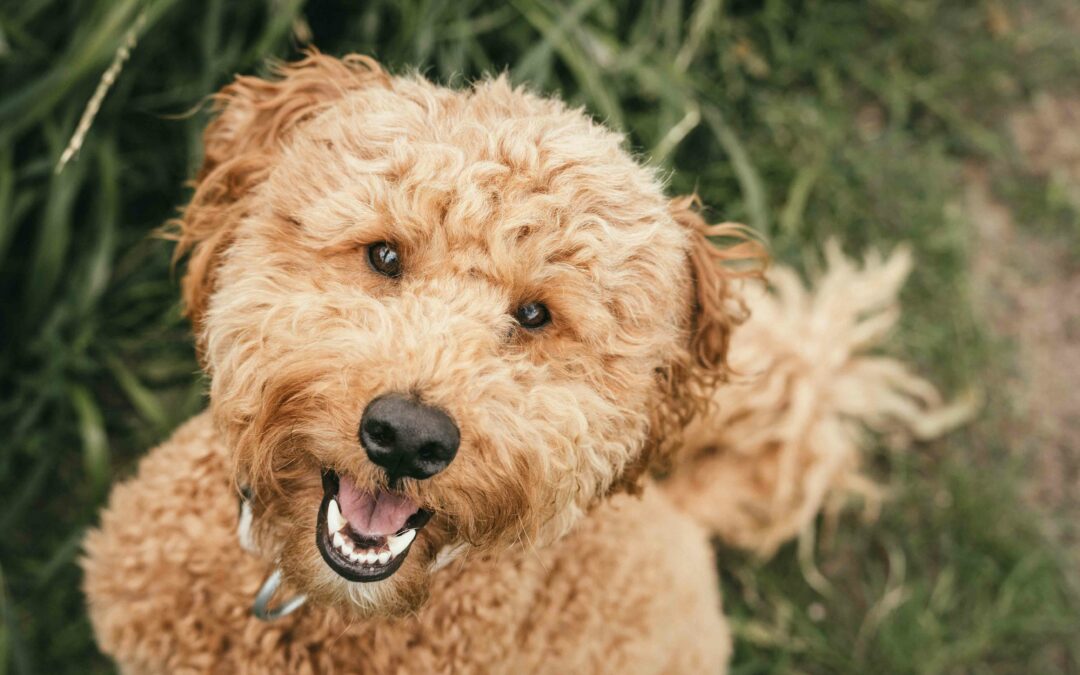 Healthy Teeth, Healthy Heart: Why Dental Care Matters