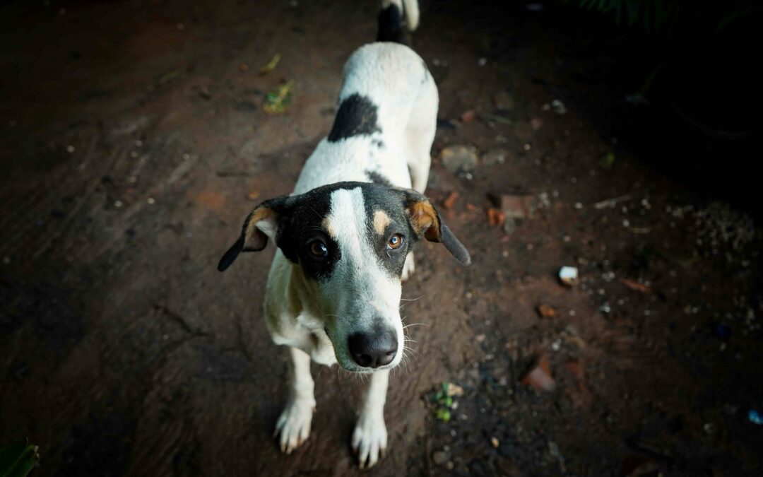 What Is Pet Microchipping and How Does It Work?