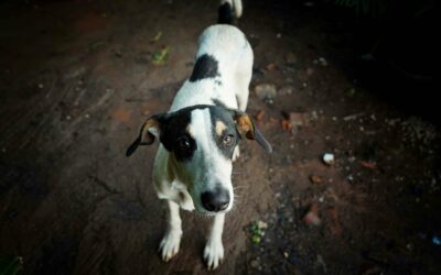What Is Pet Microchipping and How Does It Work?