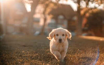 The Dog Days of Summer: Pet Safety Tips
